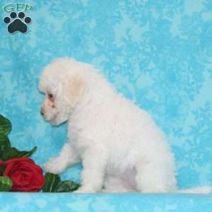 Princess, Maltipoo Puppy
